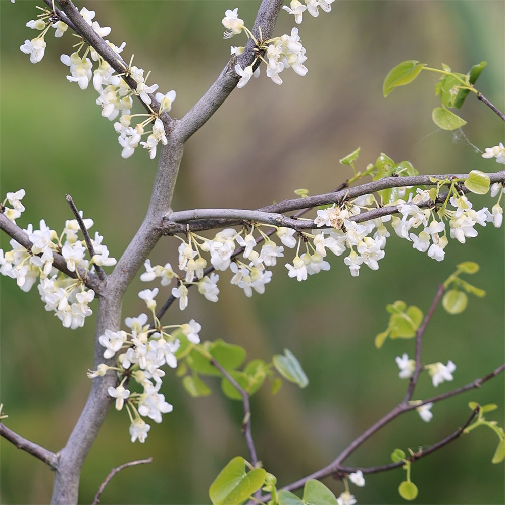 <i>Cercis canadensis</i> 'Texan White'