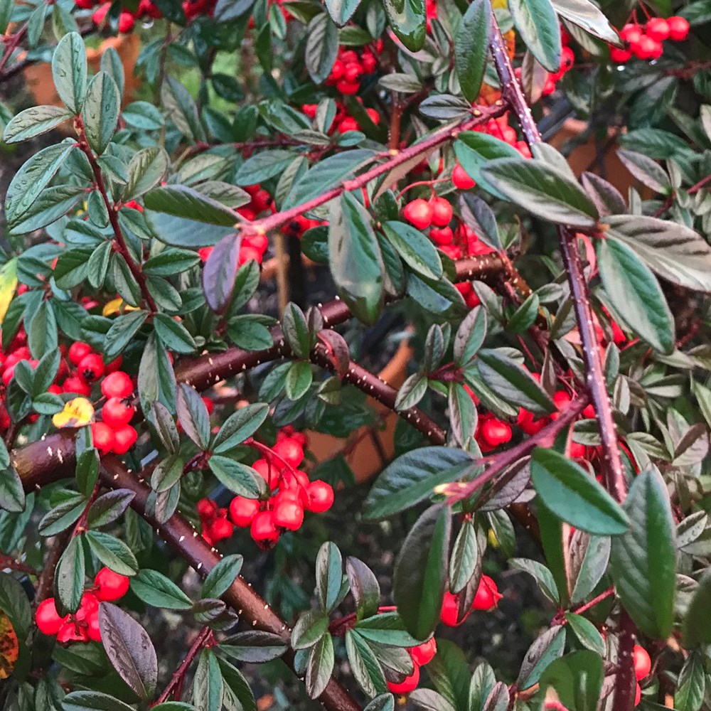 <i>Cotoneaster salicifolius</i> 'Repens'