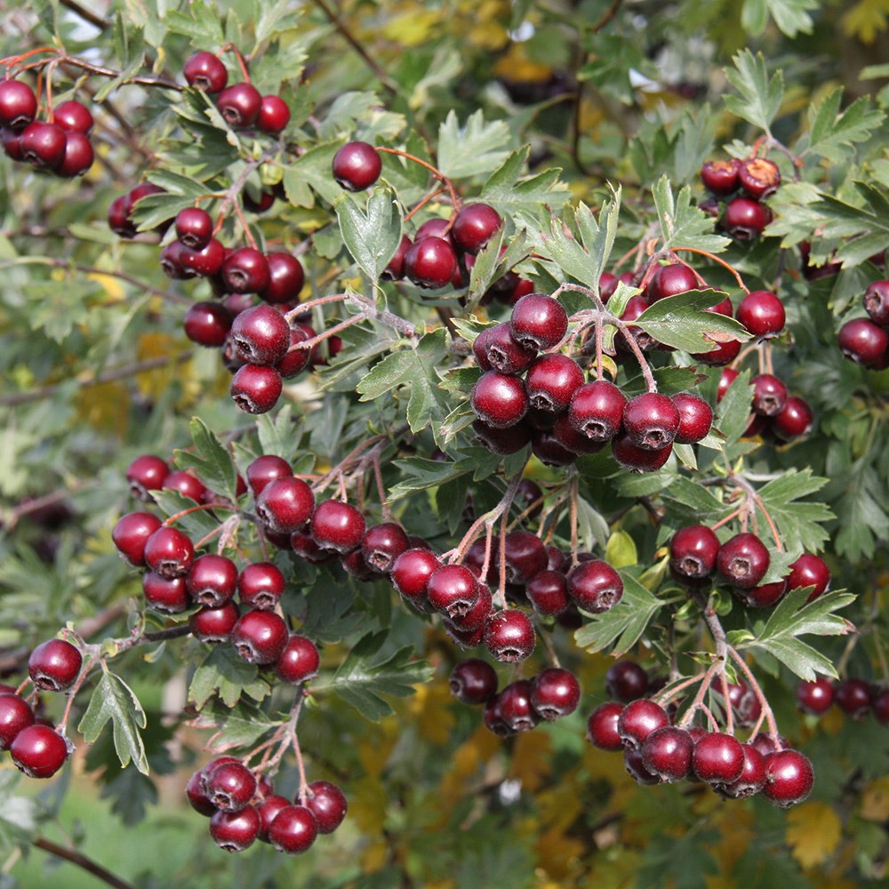 <i>Crataegus schraderiana</i> 