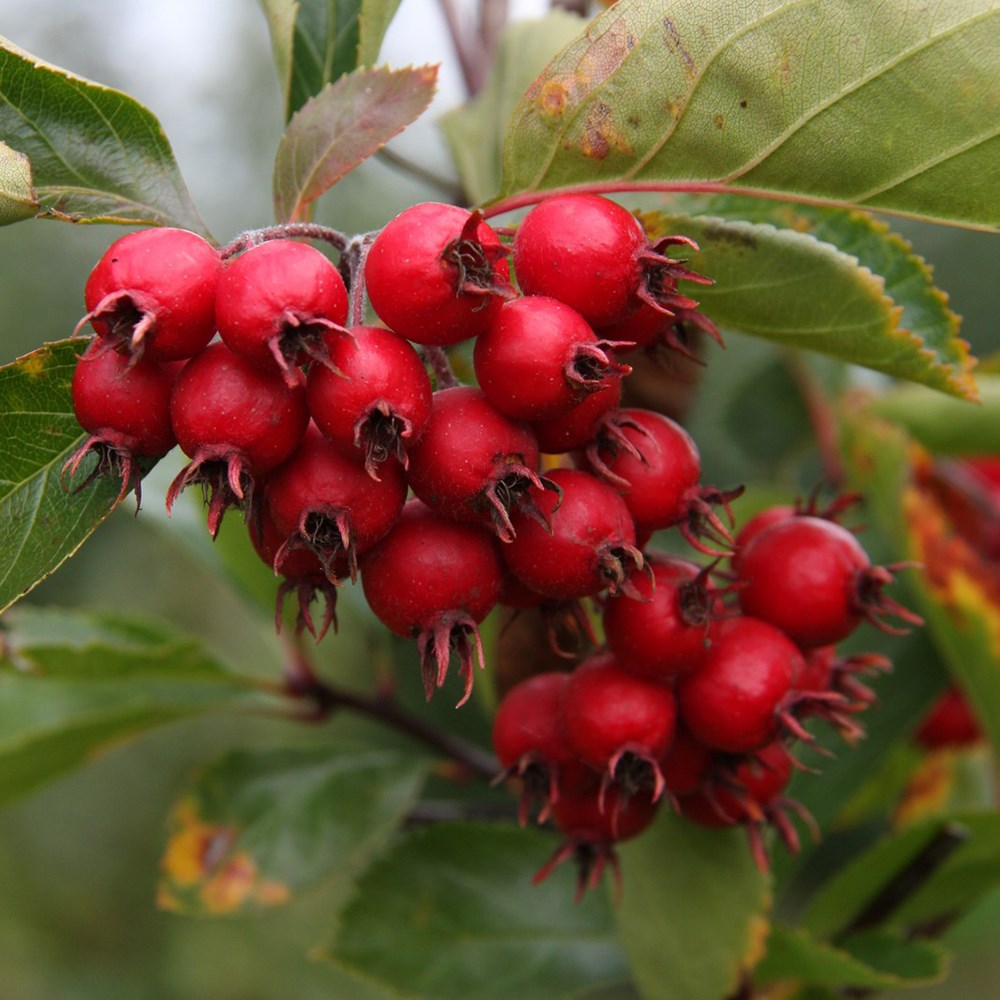 <i>Crataegus succulenta</i> 'Jubilee' (PBR)