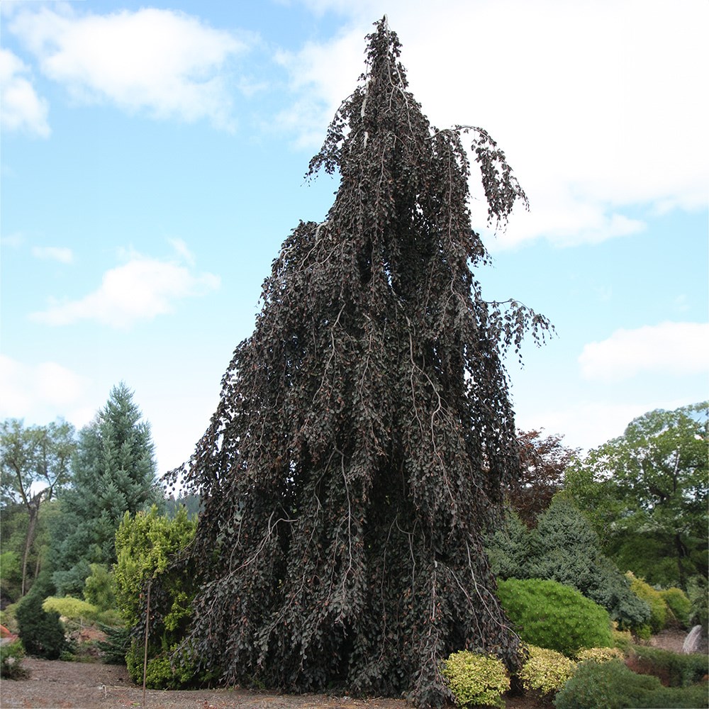 <i>Fagus sylvatica</i> 'Purple Fountain'