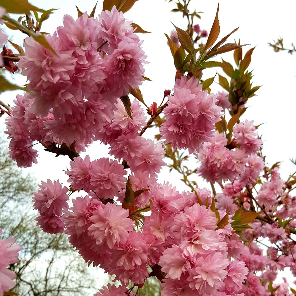 <i>Prunus</i> 'Asano'