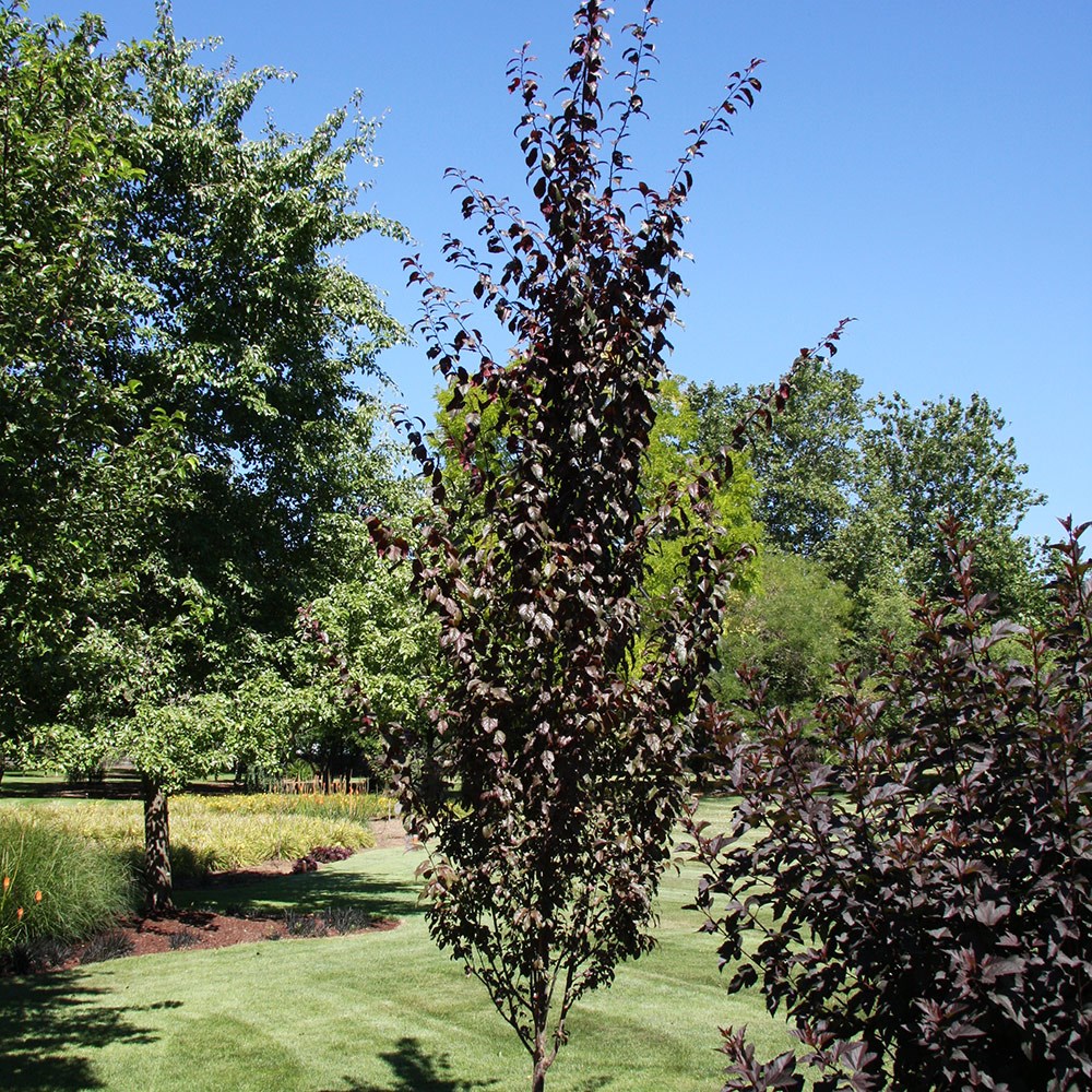 <i>Prunus cerasifera</i> <b class=small-caps>Crimson Pointe</b> ('Cripoizam')
