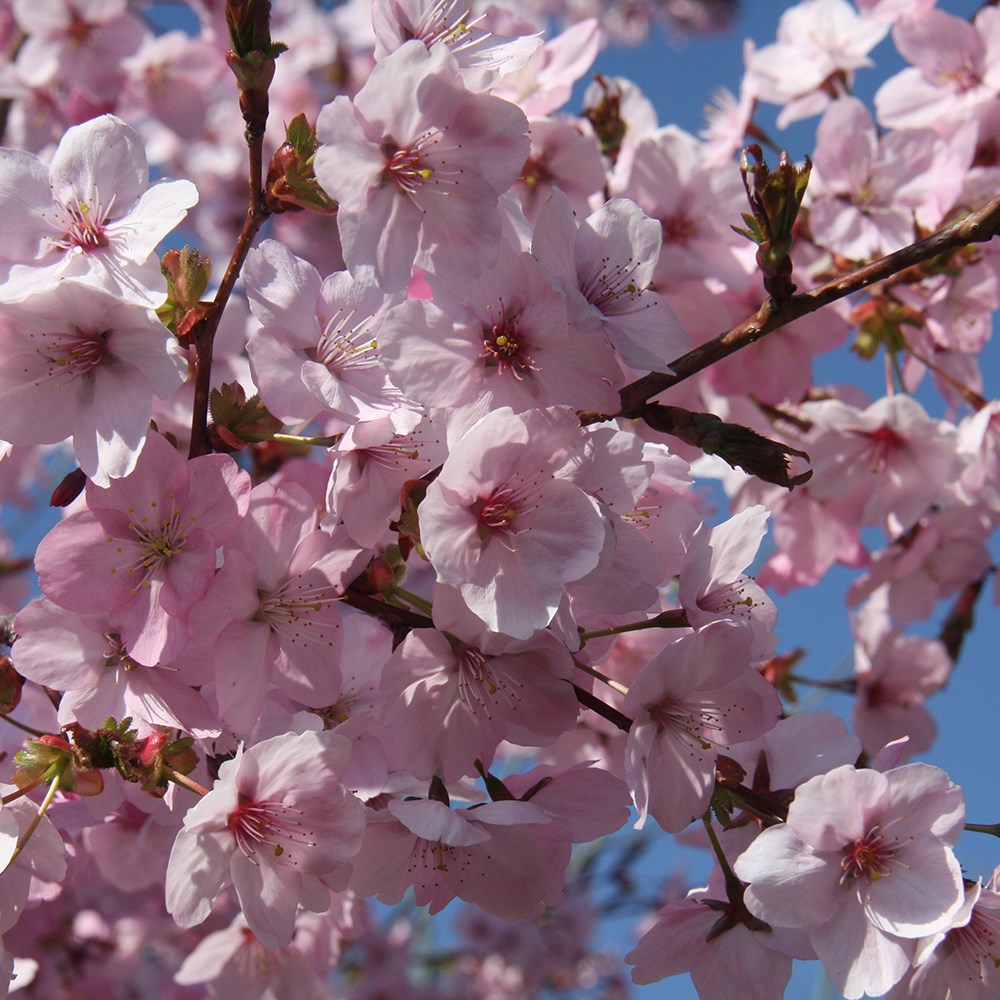 <i>Prunus</i> 'Jacqueline'