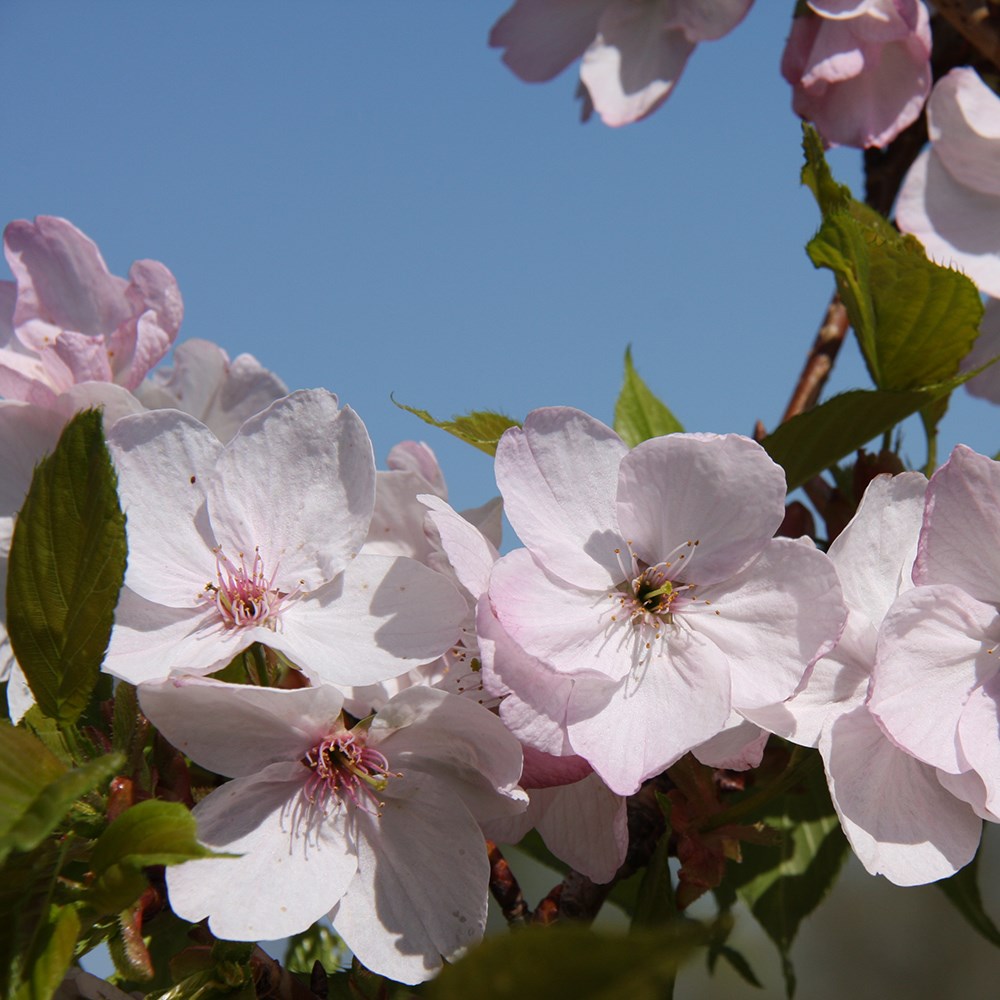 <i>Prunus</i> 'Mikuruma-gaeshi'