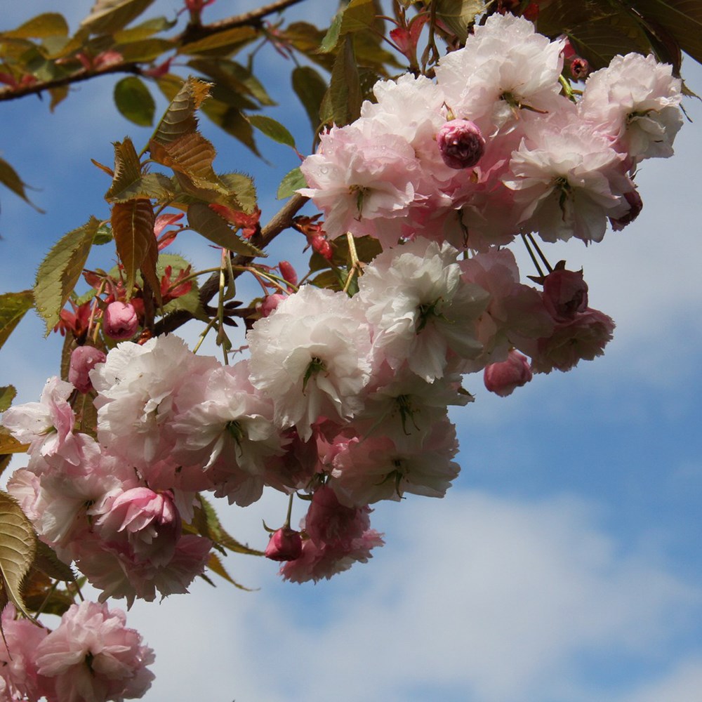<i>Prunus</i> 'Hanagasa'