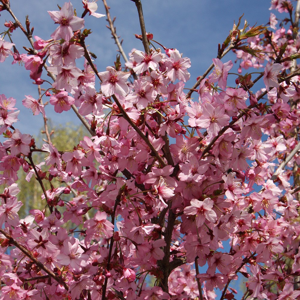 <i>Prunus</i> 'Shosar'