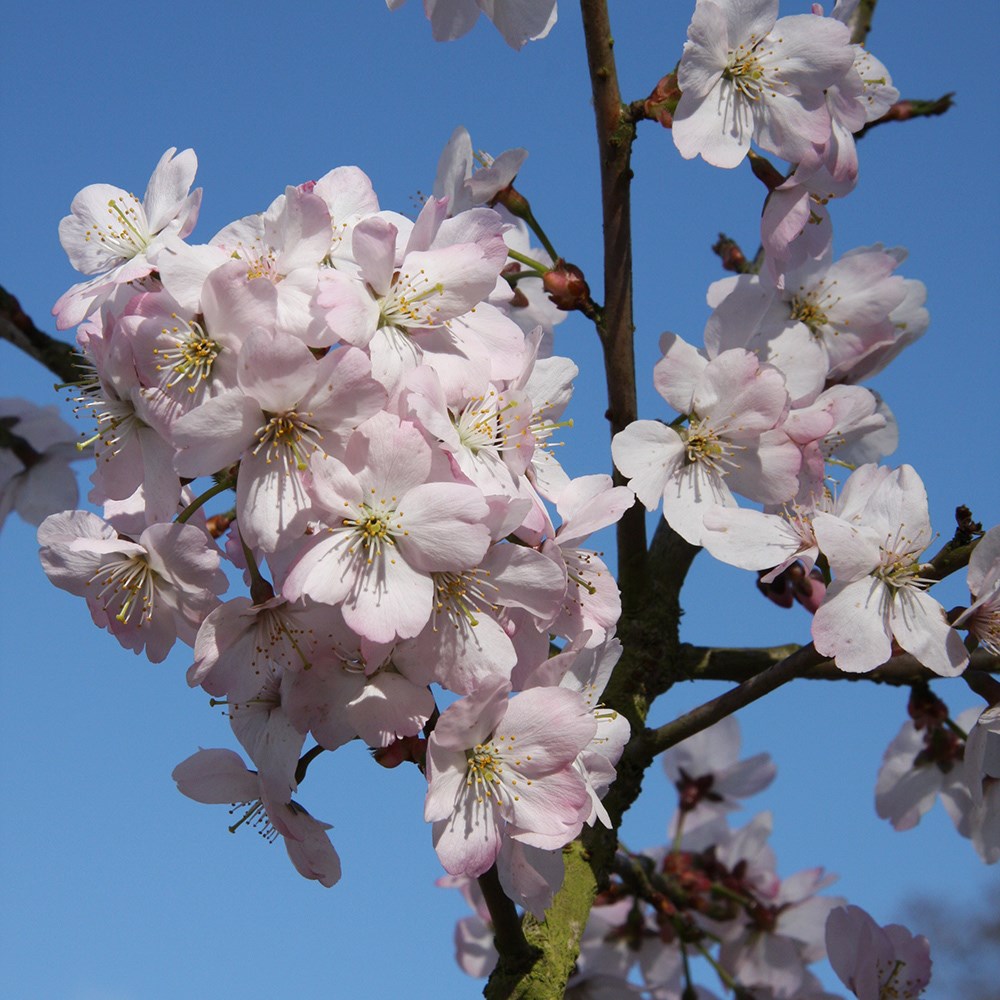 <i>Prunus</i> 'Tiltstone Hellfire'