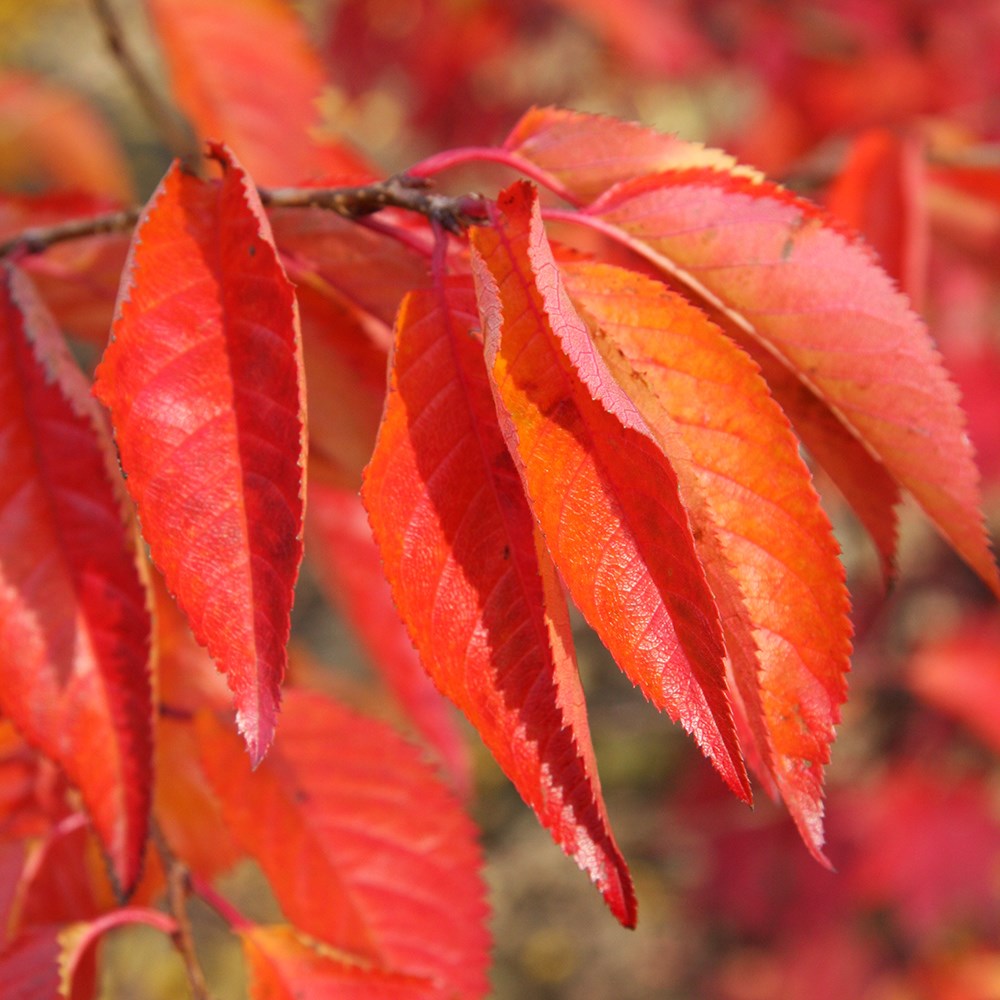 <i>Prunus</i> 'Tiltstone Hellfire'