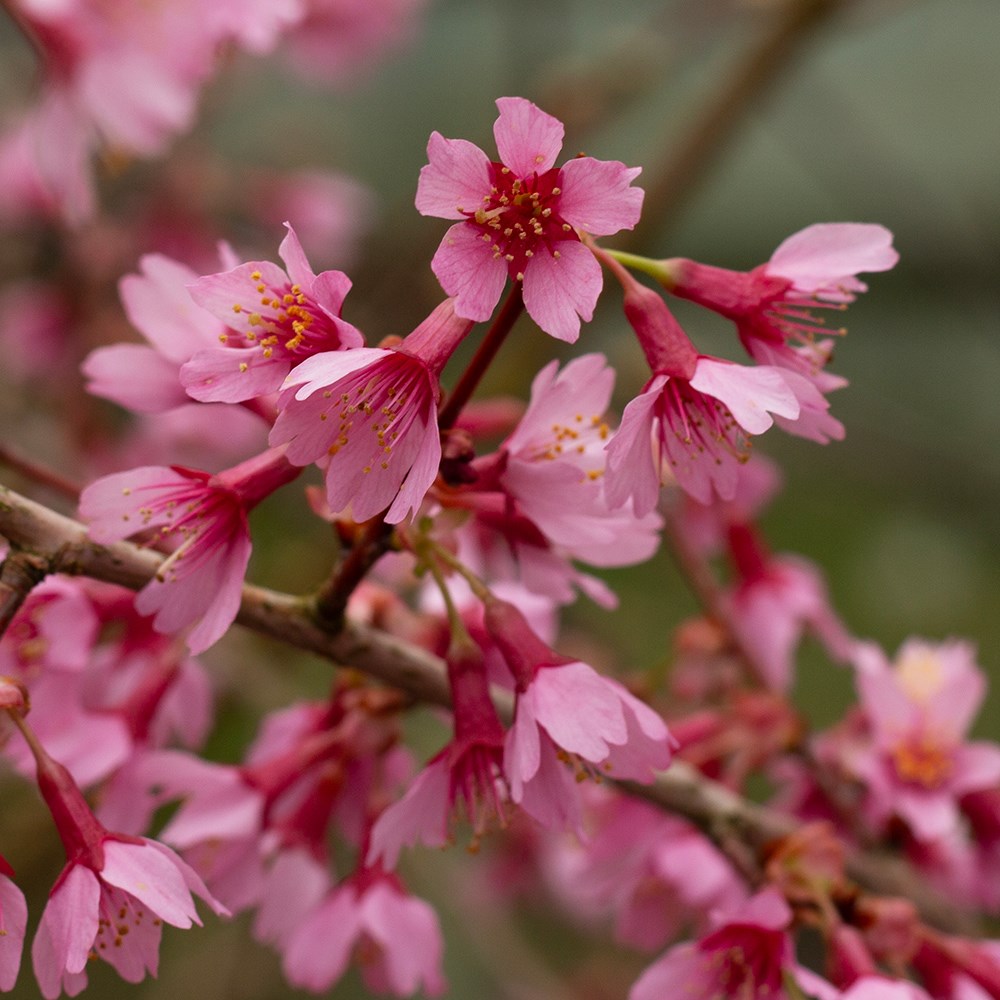 <i>Prunus</i> 'Tiltstone Hellfire'