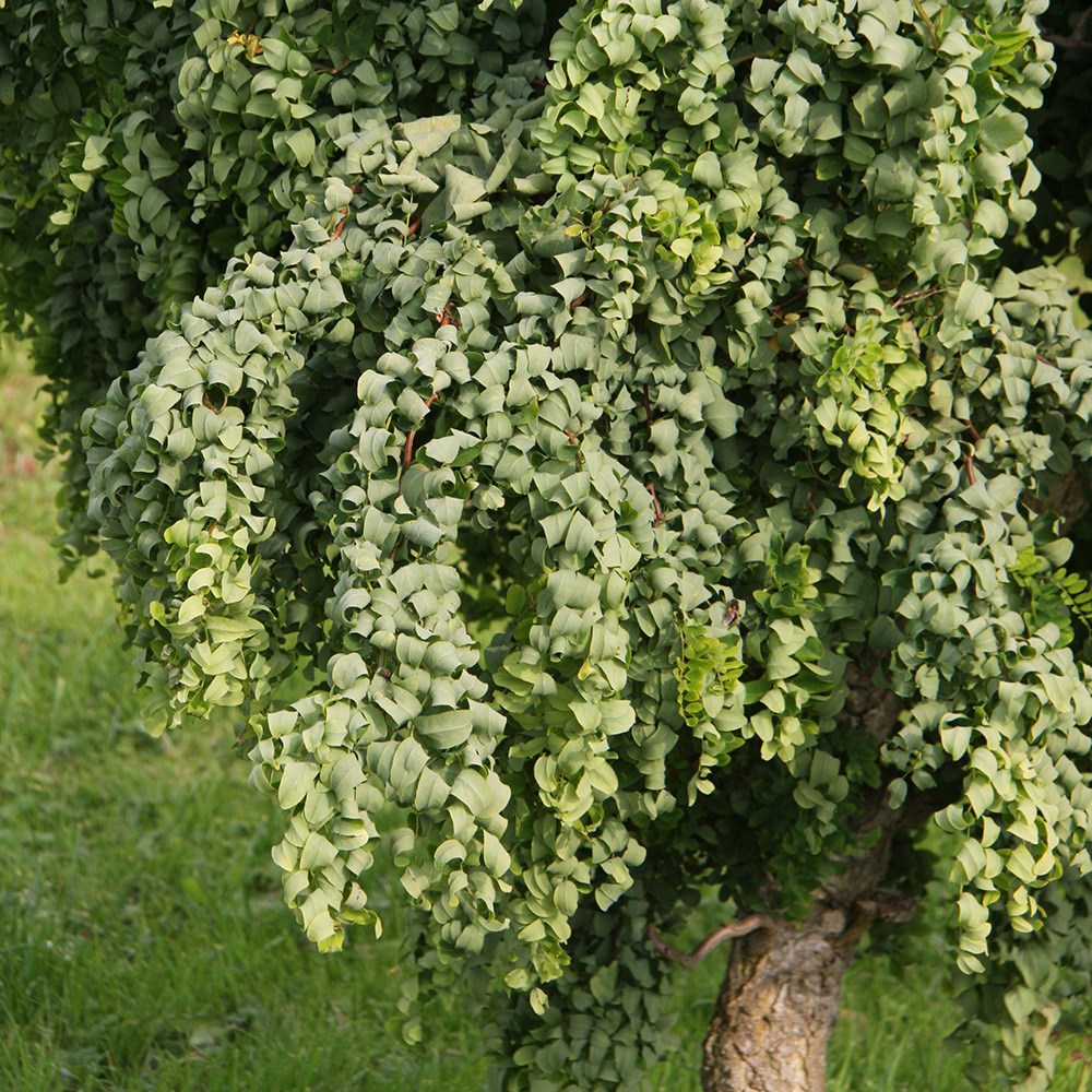 <i>Robinia pseudoacacia</i> 'Lace Lady' (PBR)