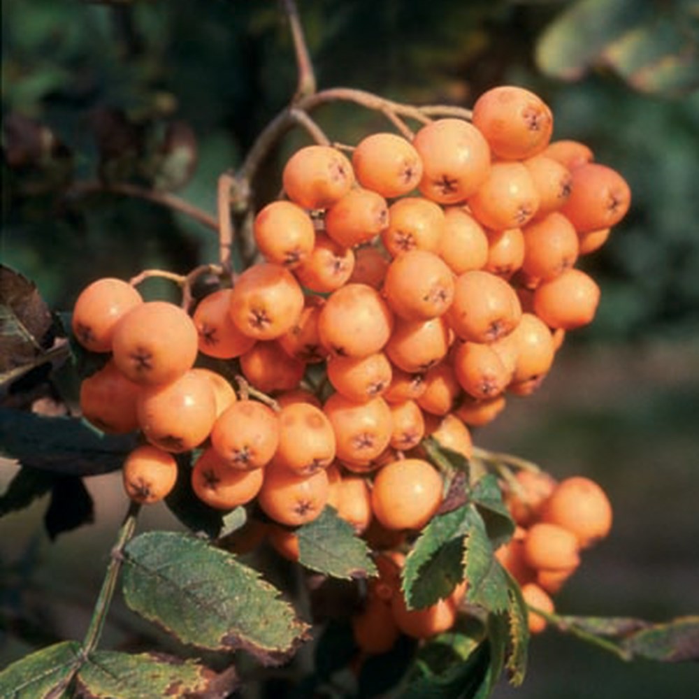 <i>Sorbus</i> 'Croft Coral'