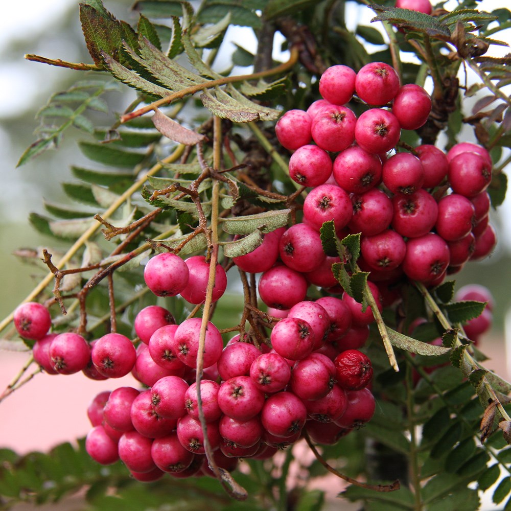 <i>Sorbus</i> 'Glendoick Spire'