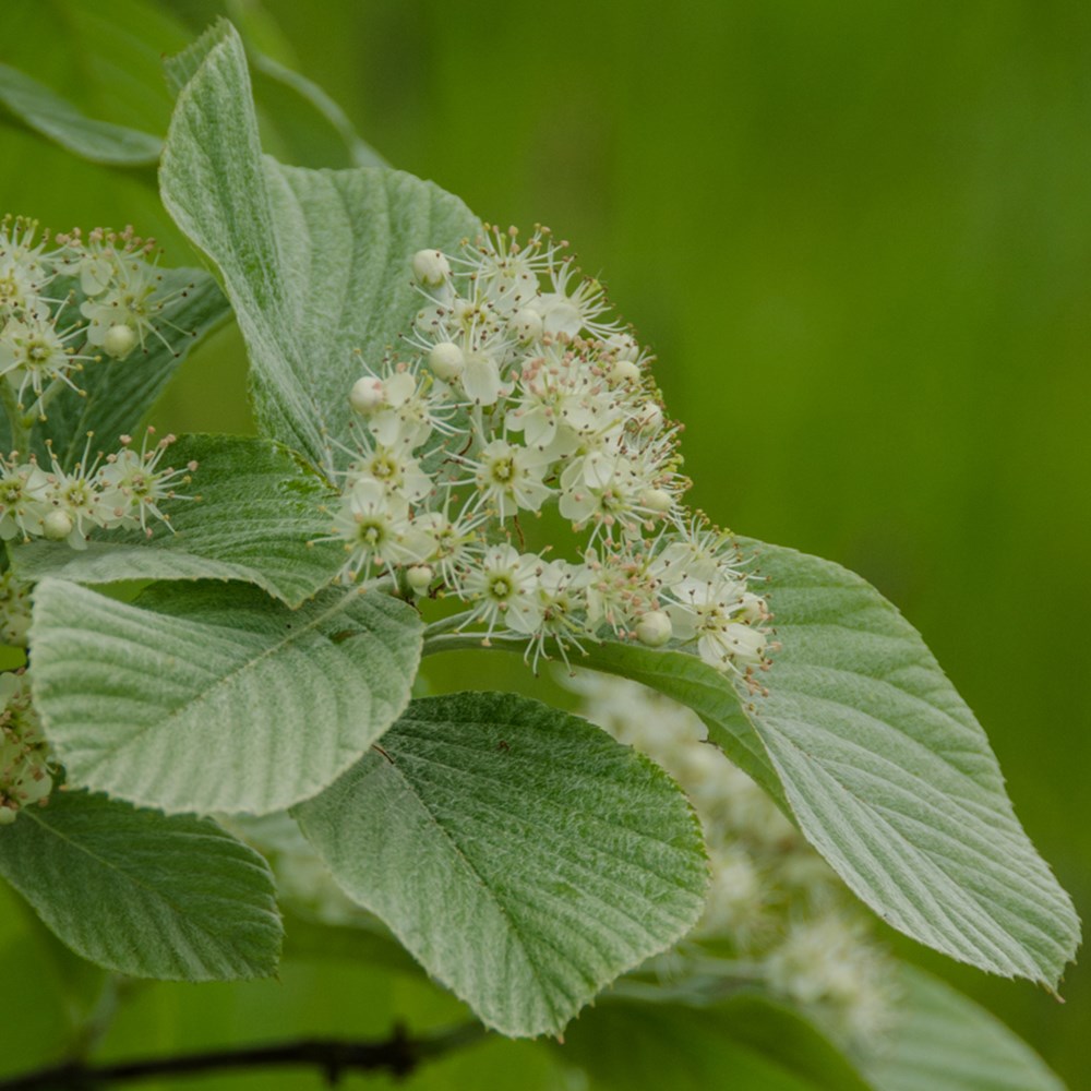 <i>Sorbus wardii</i> 