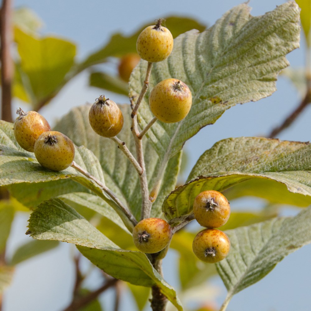 <i>Sorbus wardii</i> 