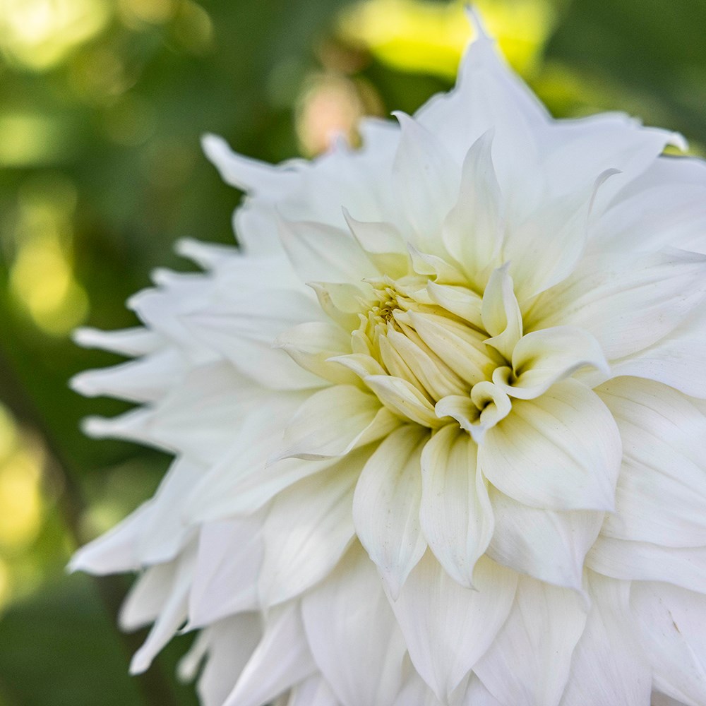 <i>Dahlia</i> 'Snowbound'