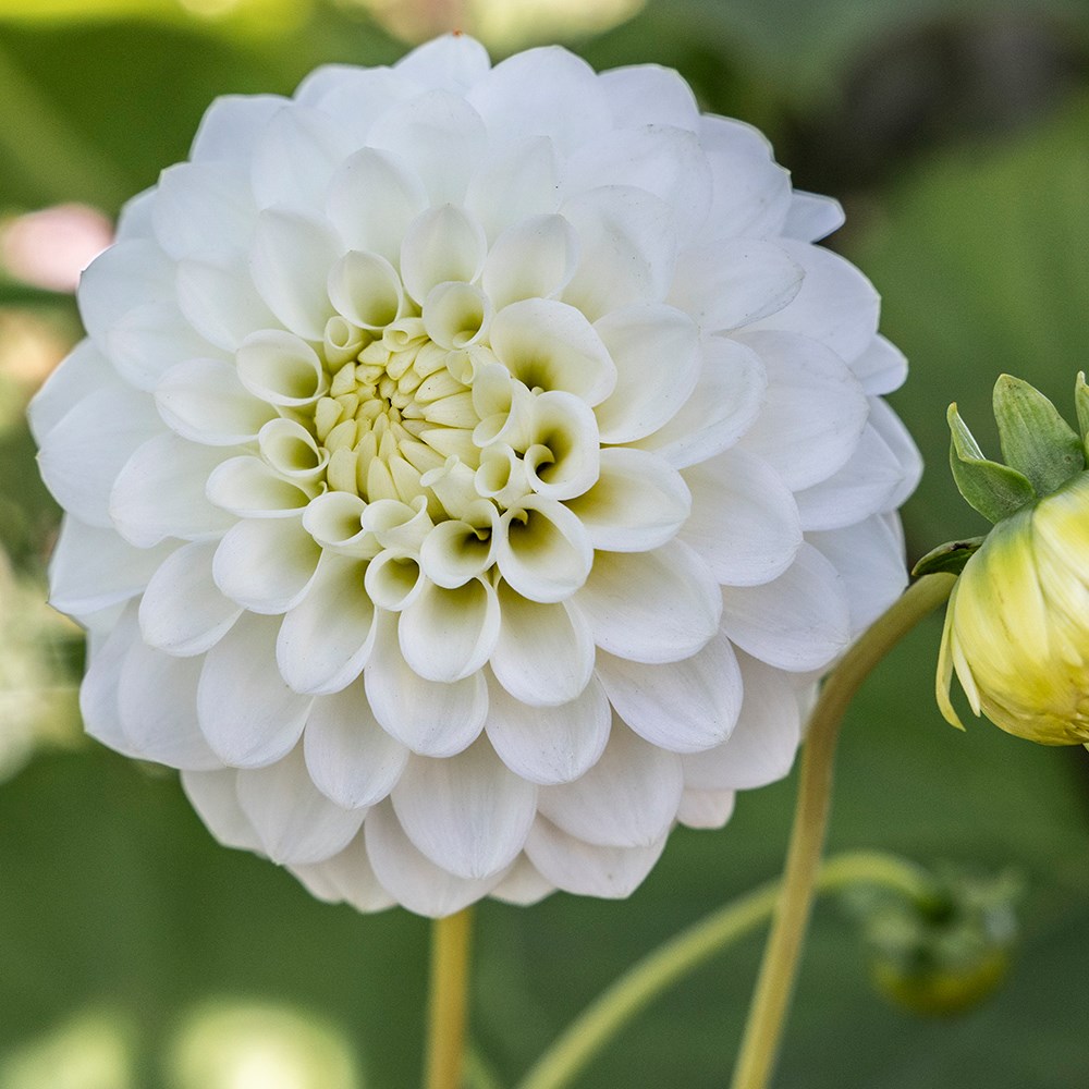 <i>Dahlia</i> 'Petras Wedding'