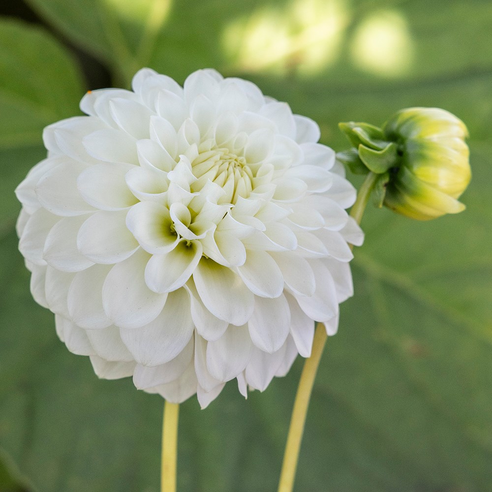 <i>Dahlia</i> 'Petras Wedding'