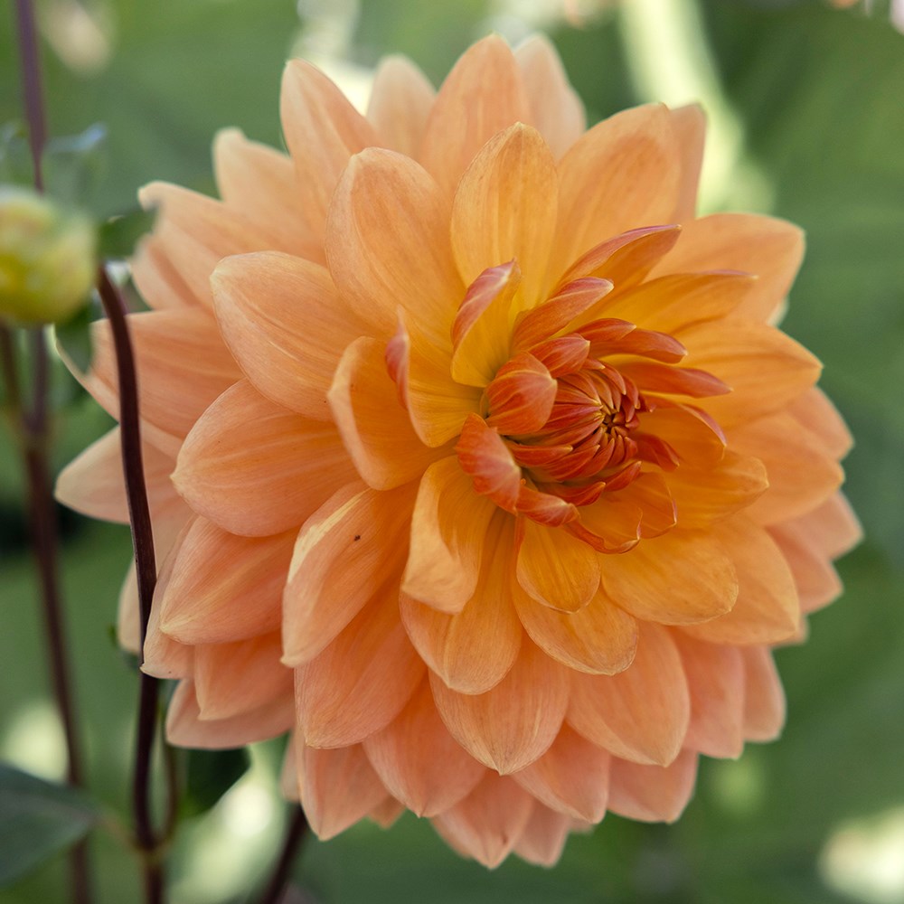 <i>Dahlia</i> 'Rancho'