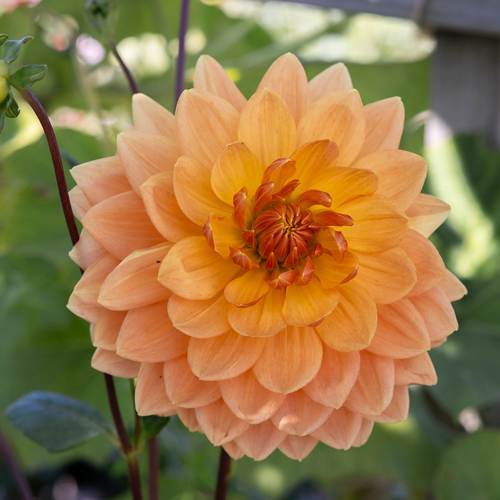 <i>Dahlia</i> 'Rancho'