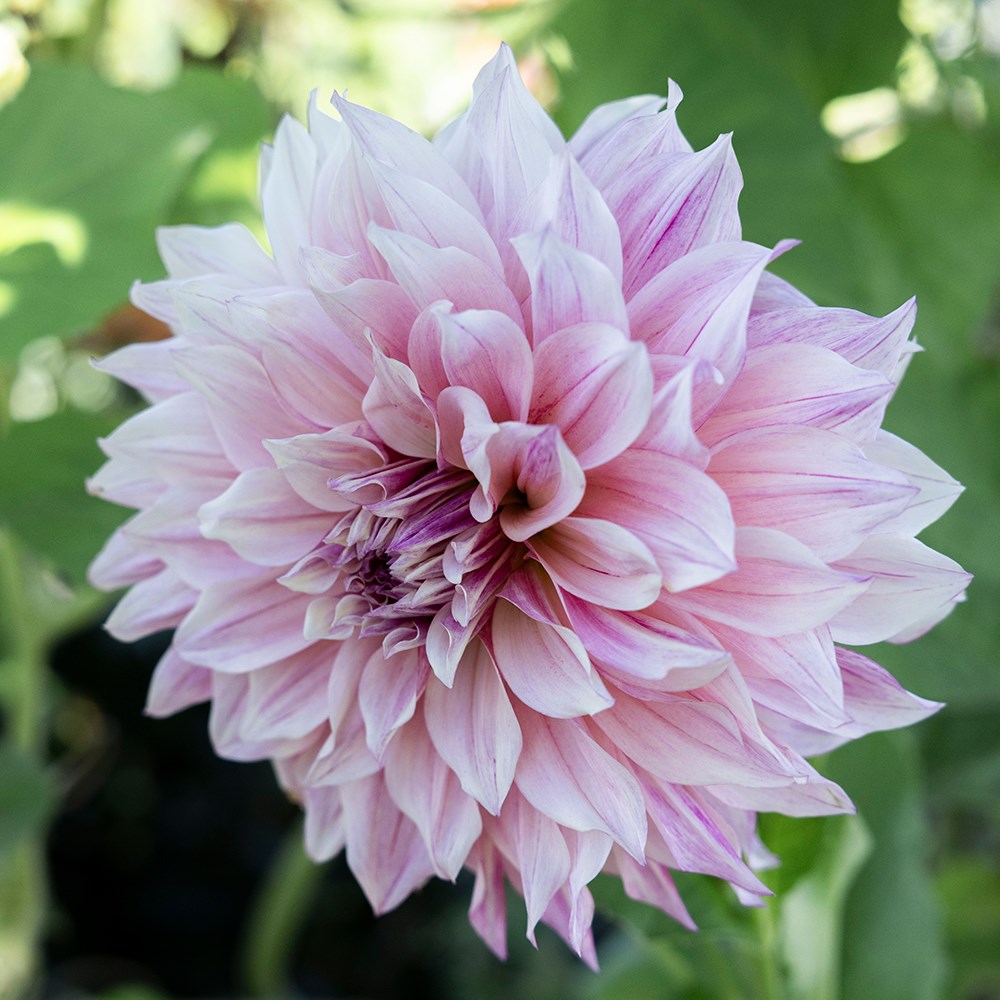 <i>Dahlia</i> 'Cafe au Lait Rosé'