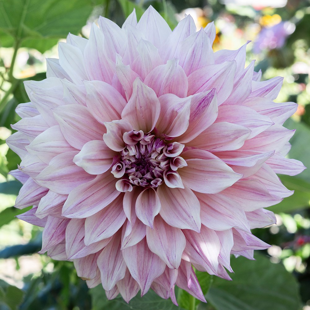 <i>Dahlia</i> 'Cafe au Lait Rosé'
