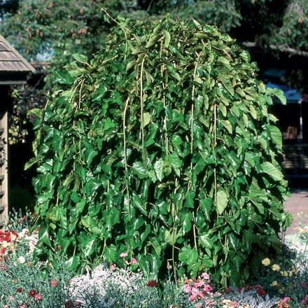 Morus alba Pendula