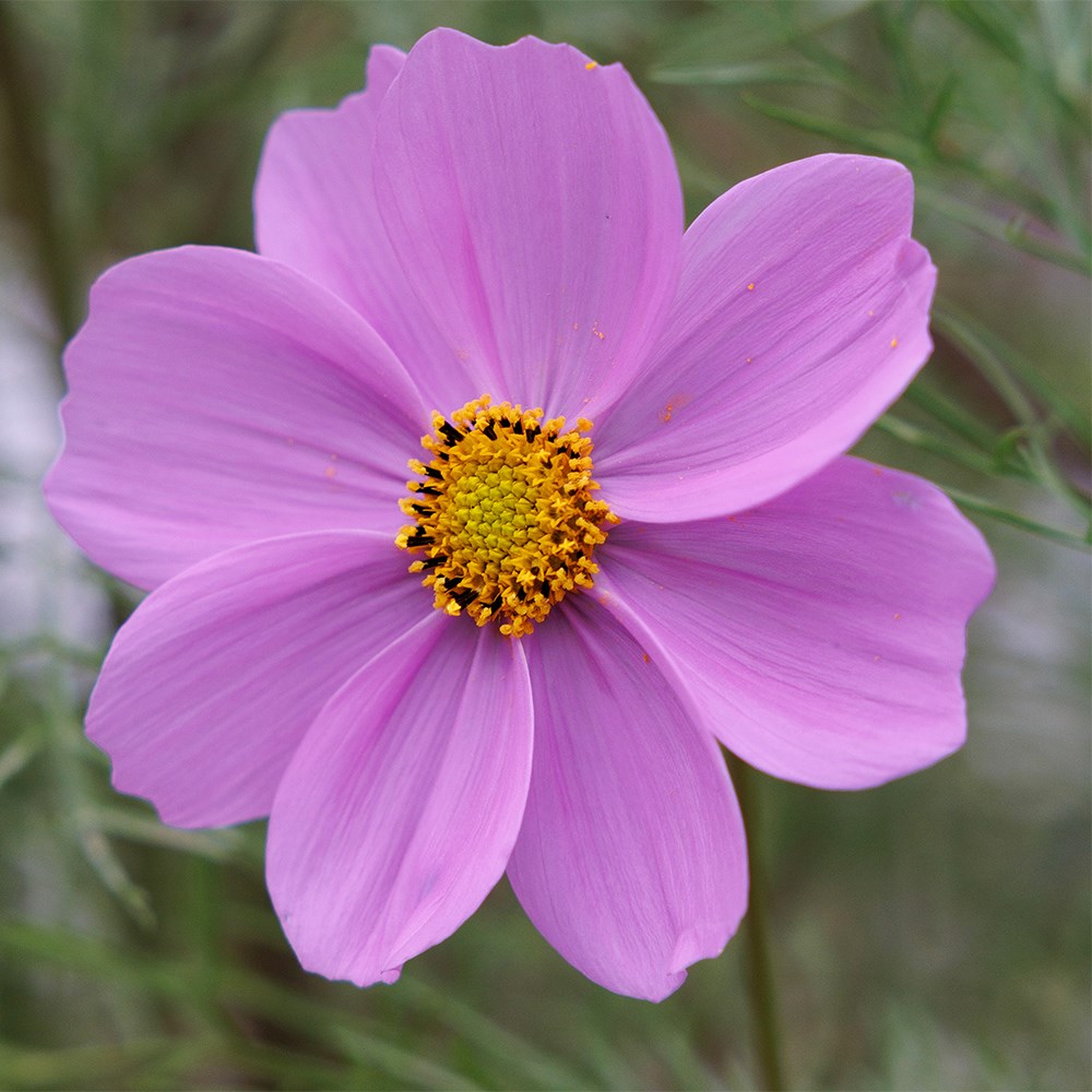<i>Cosmos bipinnatus</i> 'Sensation Pinkie' (Sensation Series)