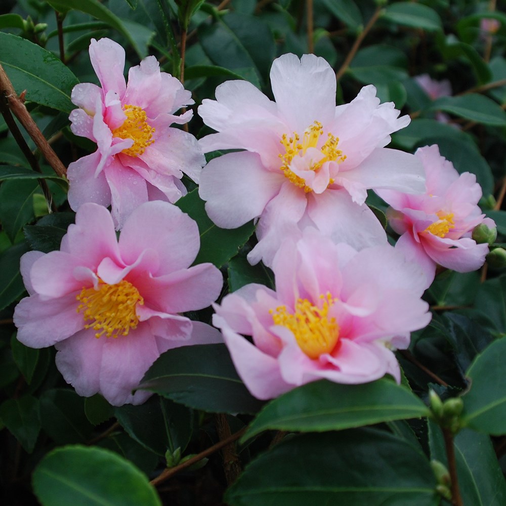 <i>Camellia</i> 'Winter's Toughie'