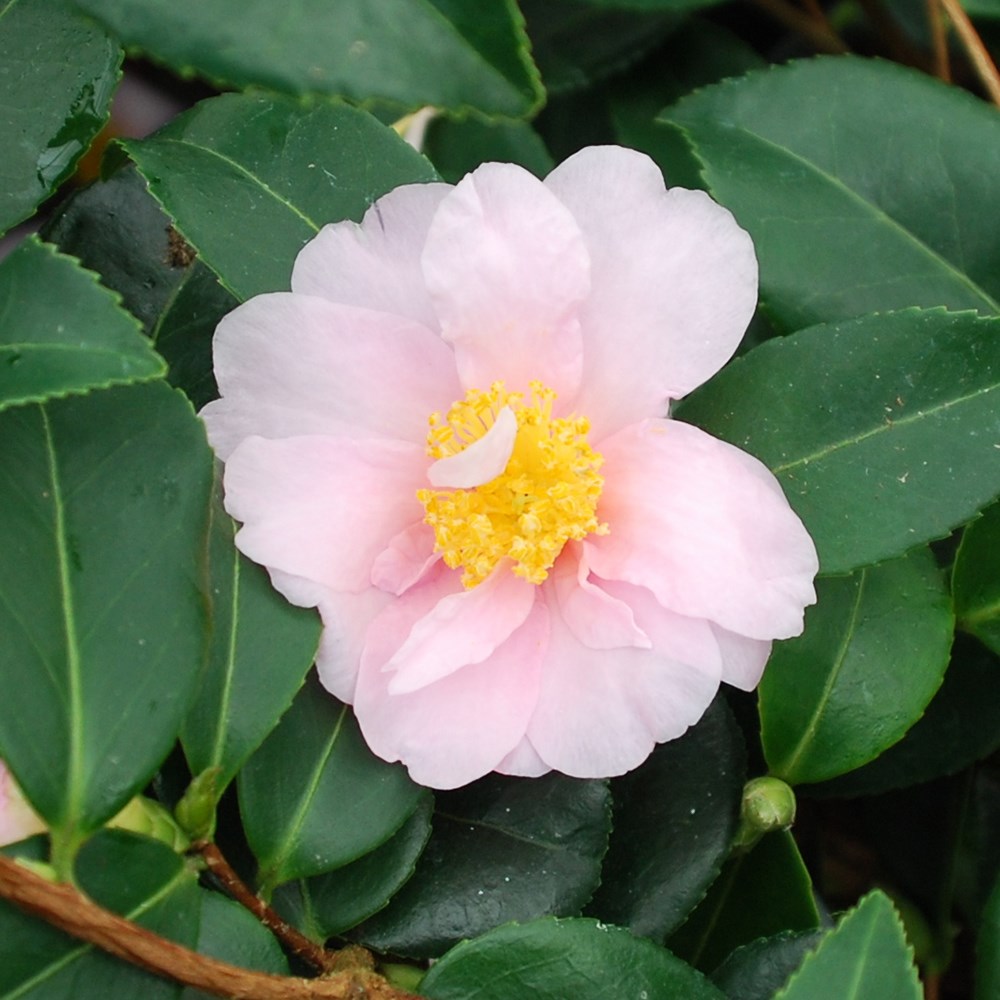 <i>Camellia</i> 'Winter's Toughie'