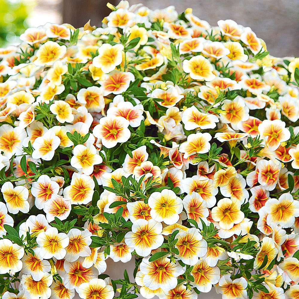 <i>Calibrachoa</i> <b class=small-caps>Calitastic Cappuccino</b> ('Wescacacap') (Calitastic Series)