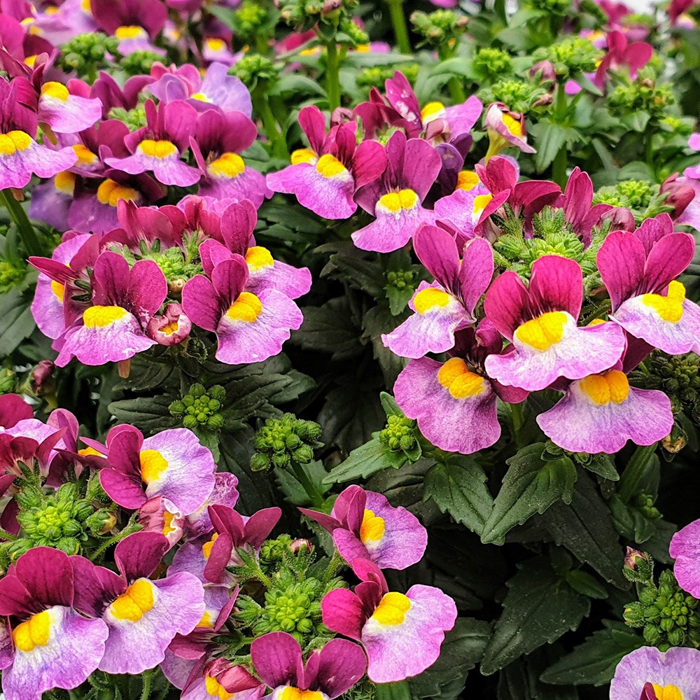 <i>Nemesia</i> 'Honey Bicolour Wine' (Honey Series)