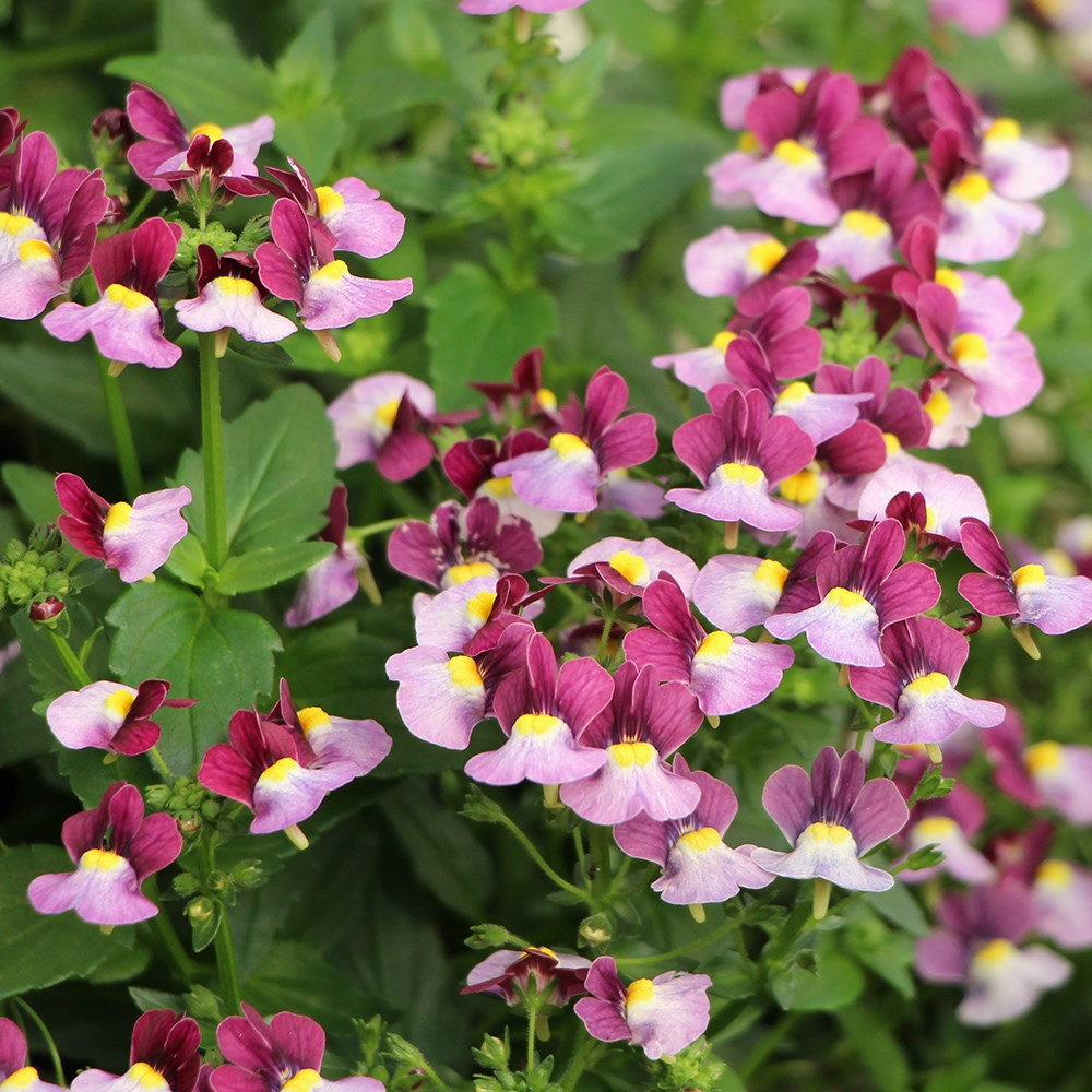 <i>Nemesia</i> 'Honey Bicolour Wine' (Honey Series)