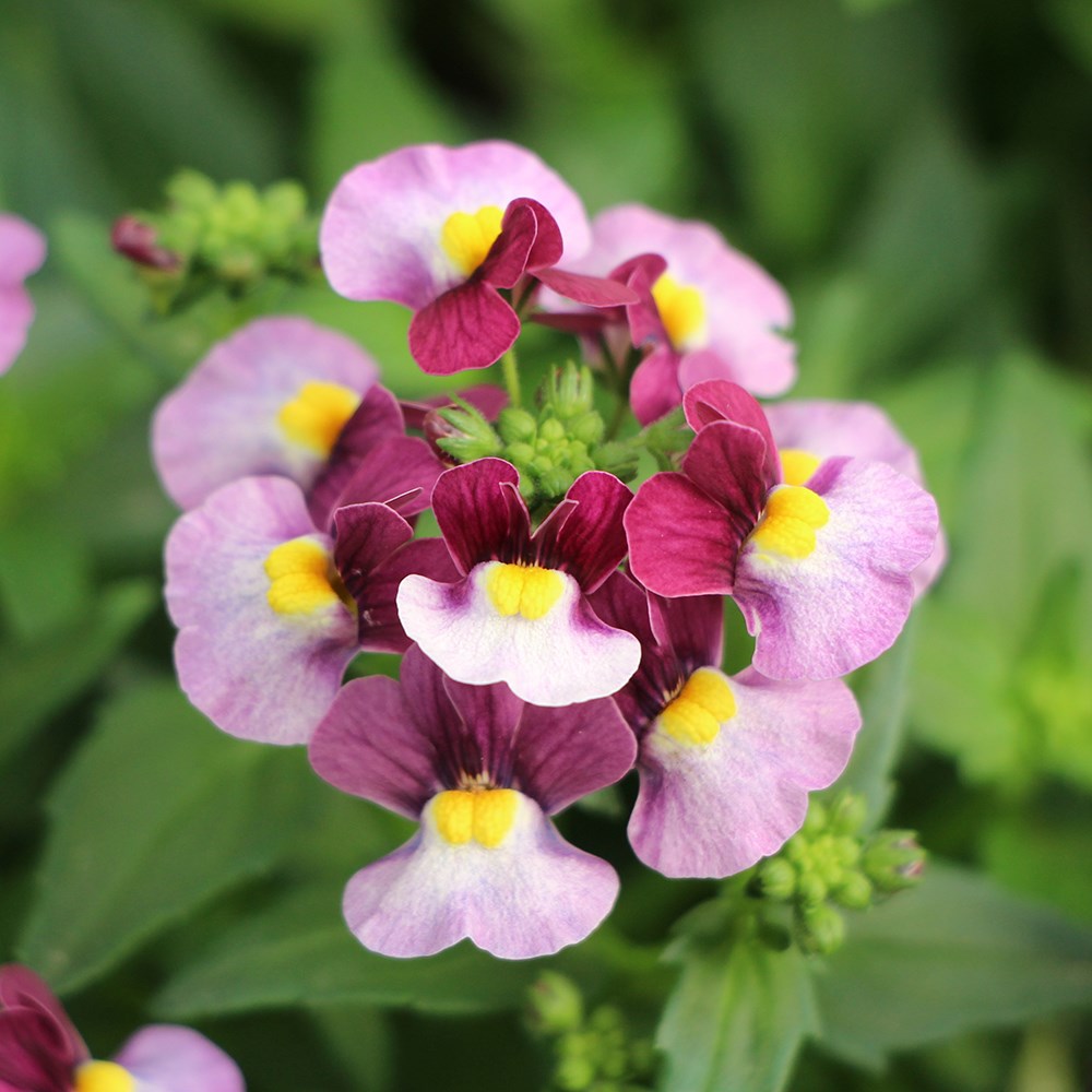 <i>Nemesia</i> 'Honey Bicolour Wine' (Honey Series)