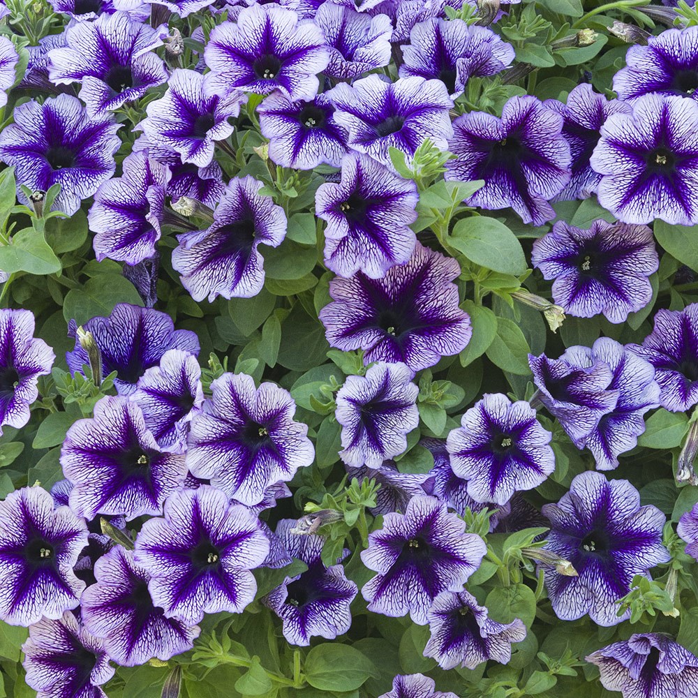 <i>Petunia </i> <b class=small-caps>Designer Royal Lace</b> Designer Series