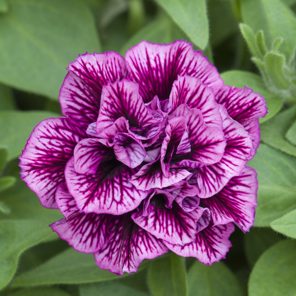 <i>Petunia</i> 'Tumbelina Compact Julianna'