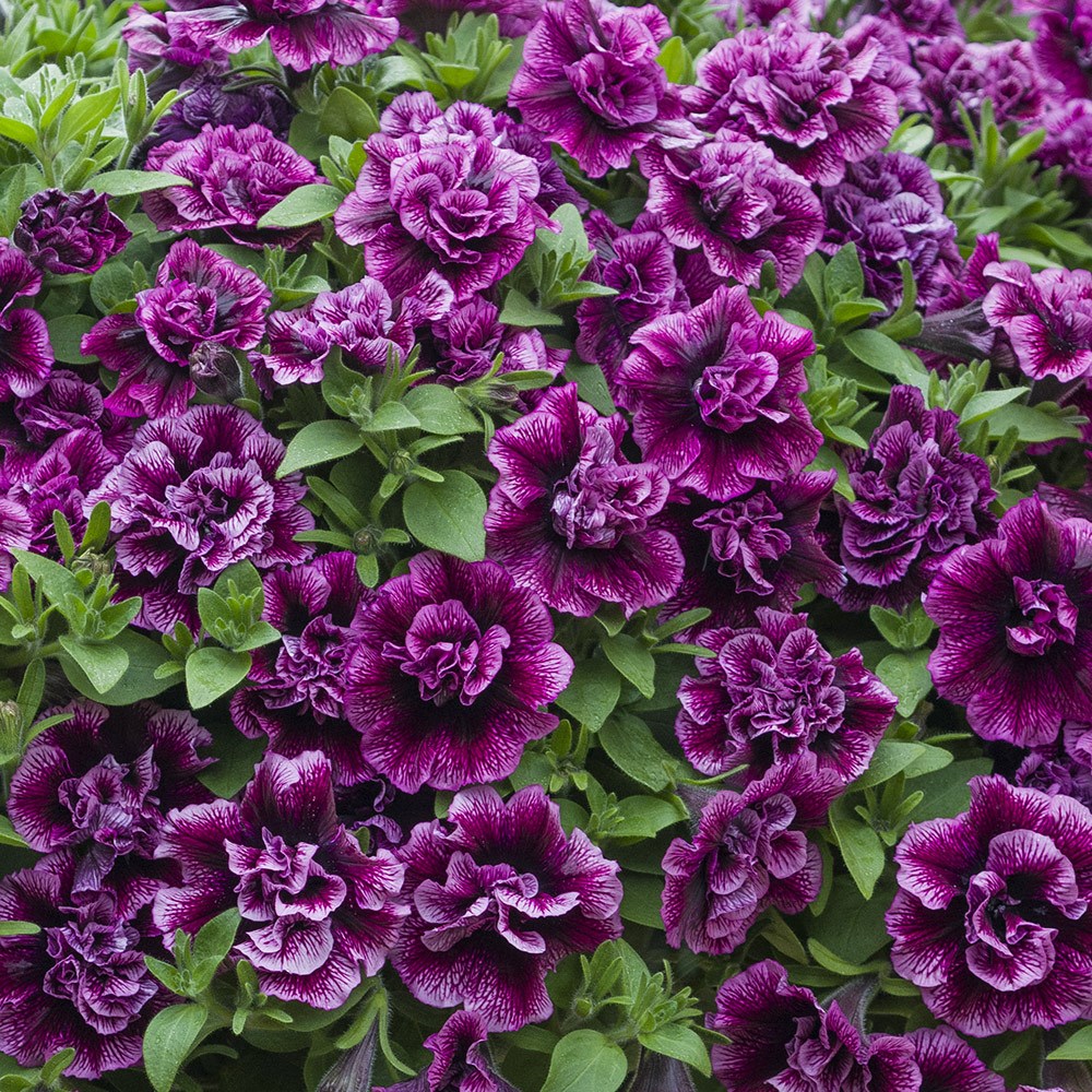 <i>Petunia</i> 'Tumbelina Compact Julianna'