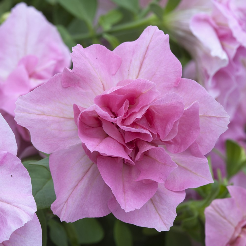 <i>Petunia</i> 'Tumbelina Compact Victoria'