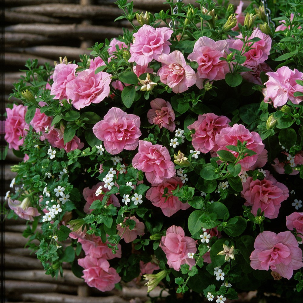 <i>Petunia</i> 'Tumbelina Compact Victoria'