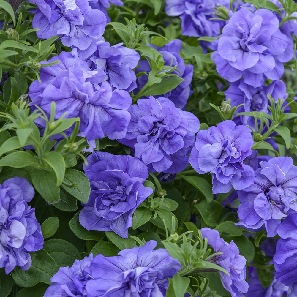<i>Petunia</i> 'Tumbelina Compact Sophia'