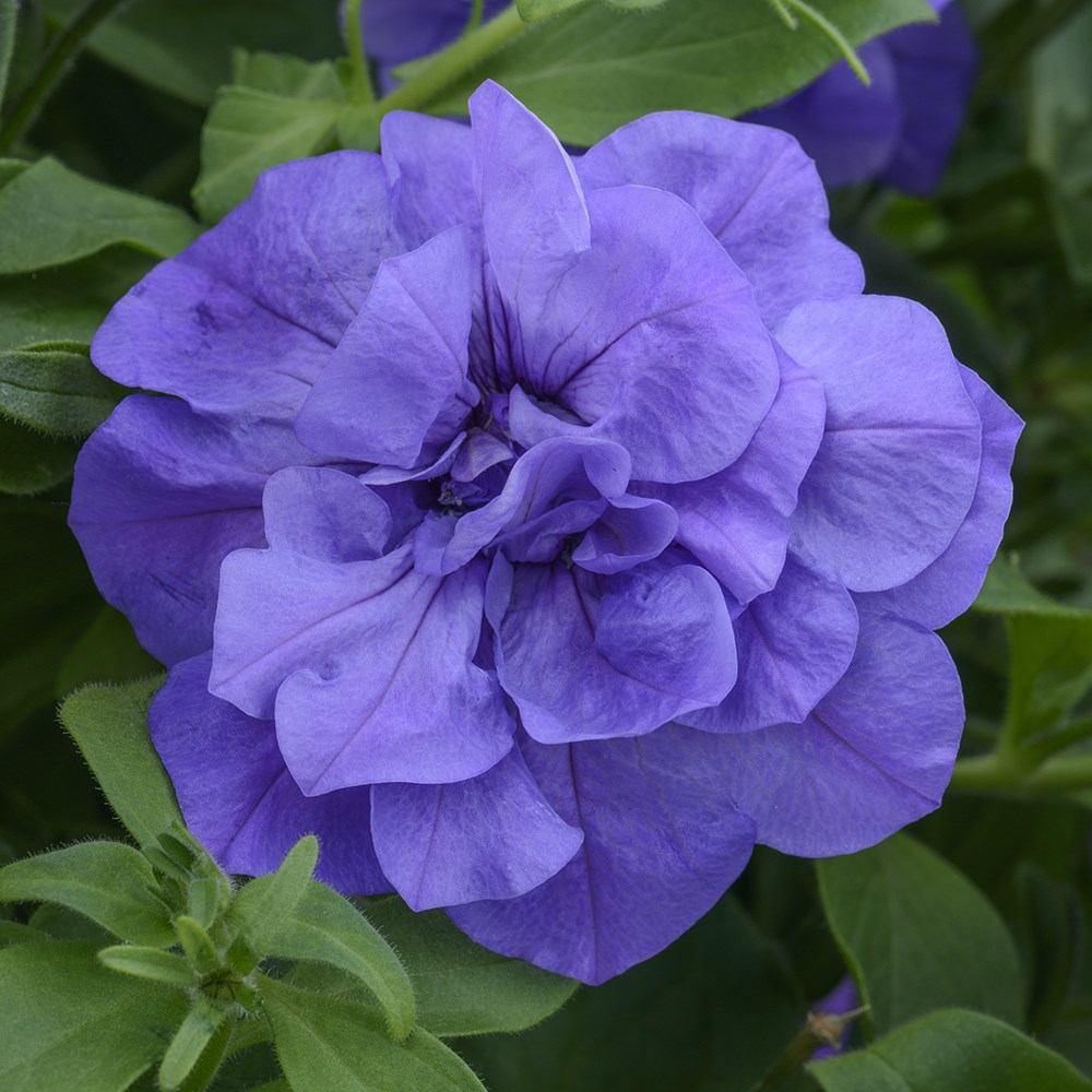 <i>Petunia</i> 'Tumbelina Compact Sophia'