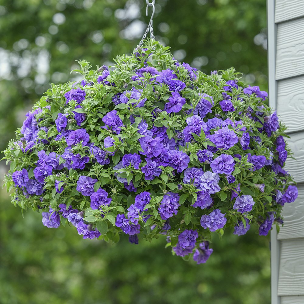 <i>Petunia</i> 'Tumbelina Compact Sophia'