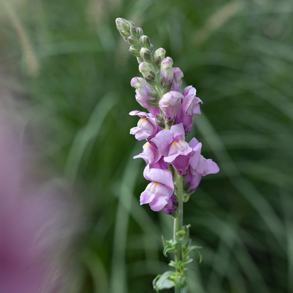 <i>Antirrhinum majus</i> 'Potomac Lavender'