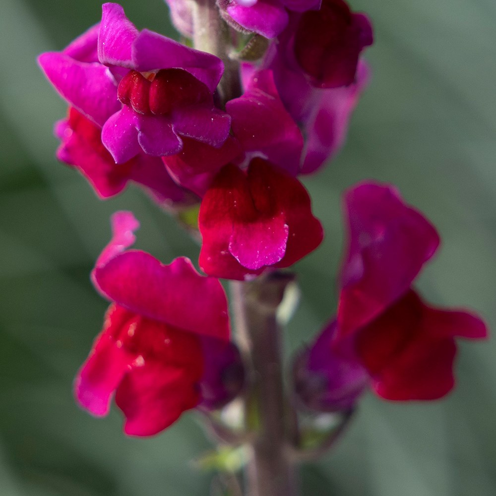 <i>Antirrhinum majus</i> 'Admiral Crimson'