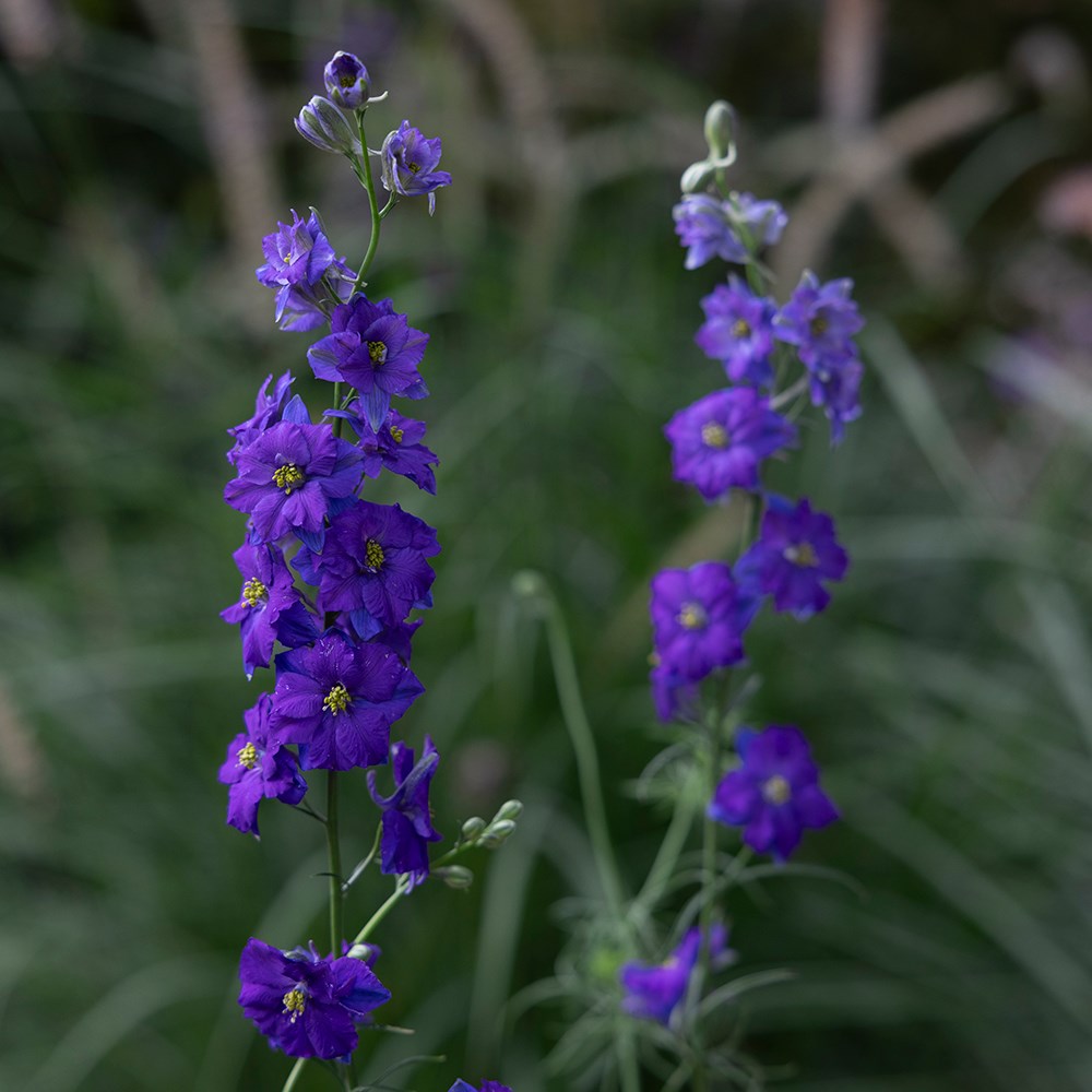 <i>Consolida regalis</i> 'QIS Dark Blue'