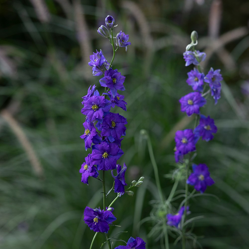 <i>Consolida regalis</i> 'QIS Dark Blue'