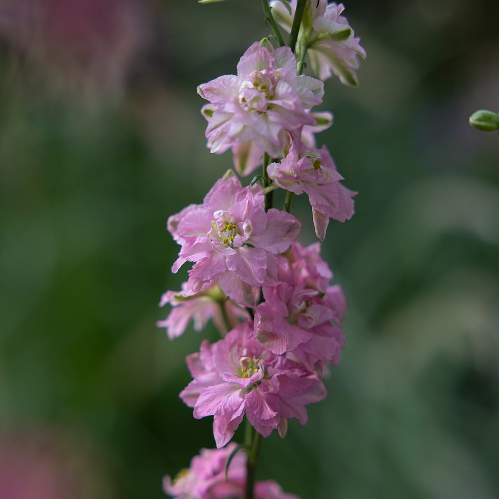 <i>Consolida regalis</i> 'QIS Rose'