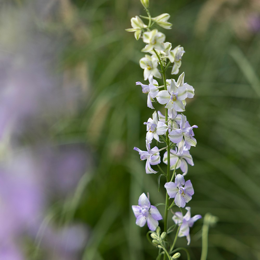 <i>Consolida regalis</i> 'Fancy Purple Picotee'