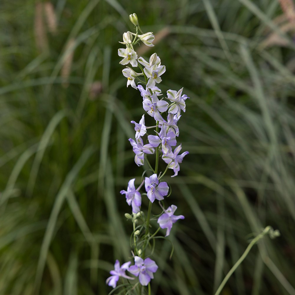 <i>Consolida regalis</i> 'Fancy Purple Picotee'