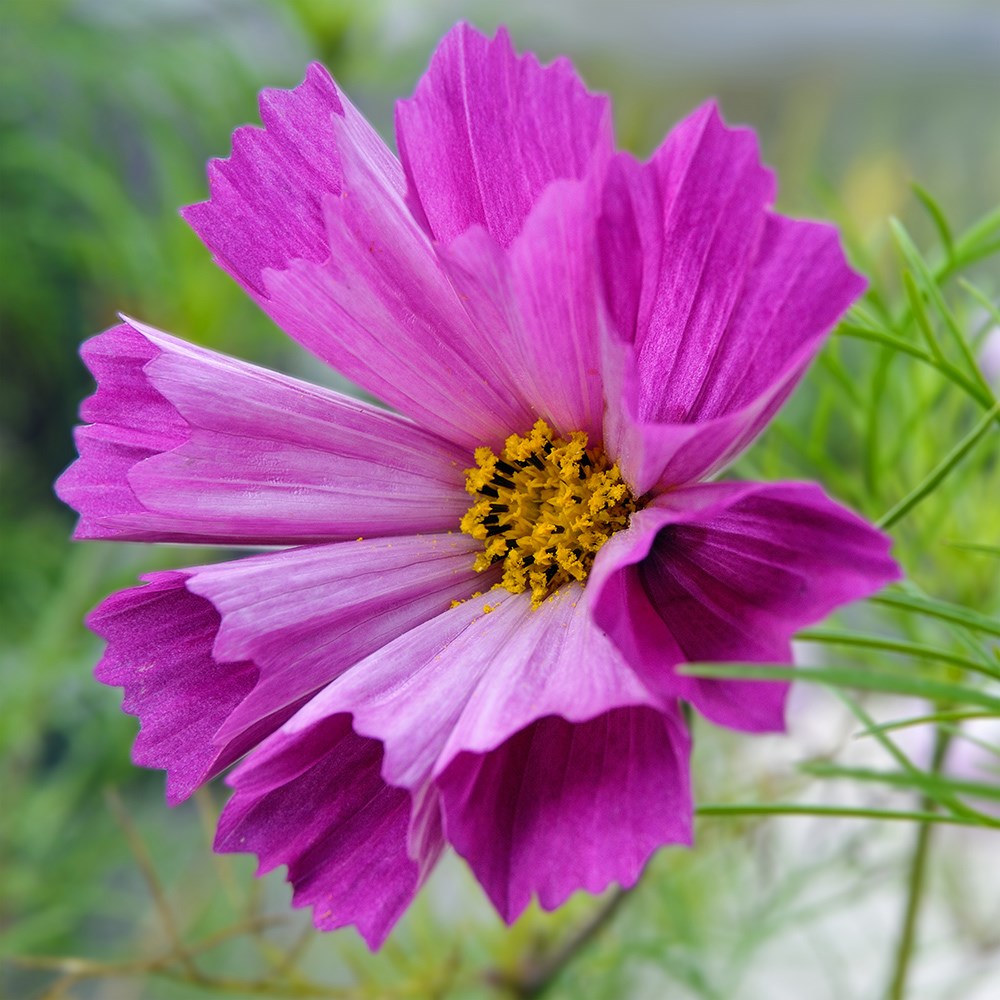 <i>Cosmos bipinnatus</i> 'Seashells mixed'